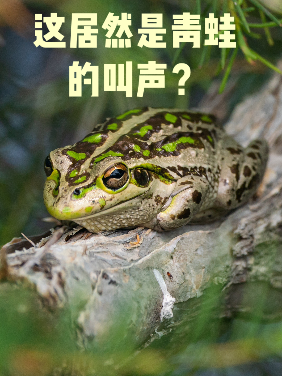 啥青蛙能发出这样的叫声?太好玩了!