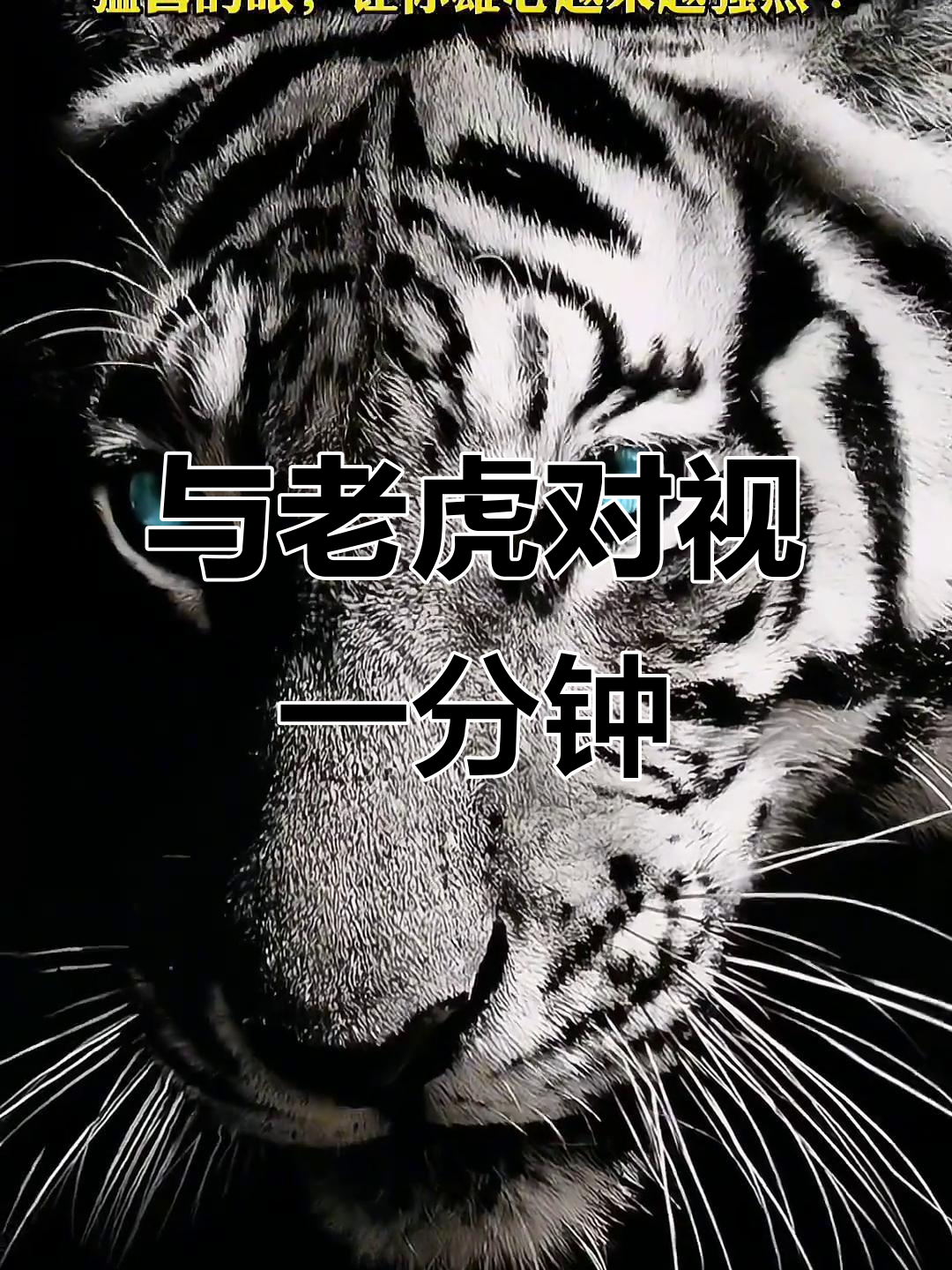 每天与猛兽对视,挑战你的勇气和自信
