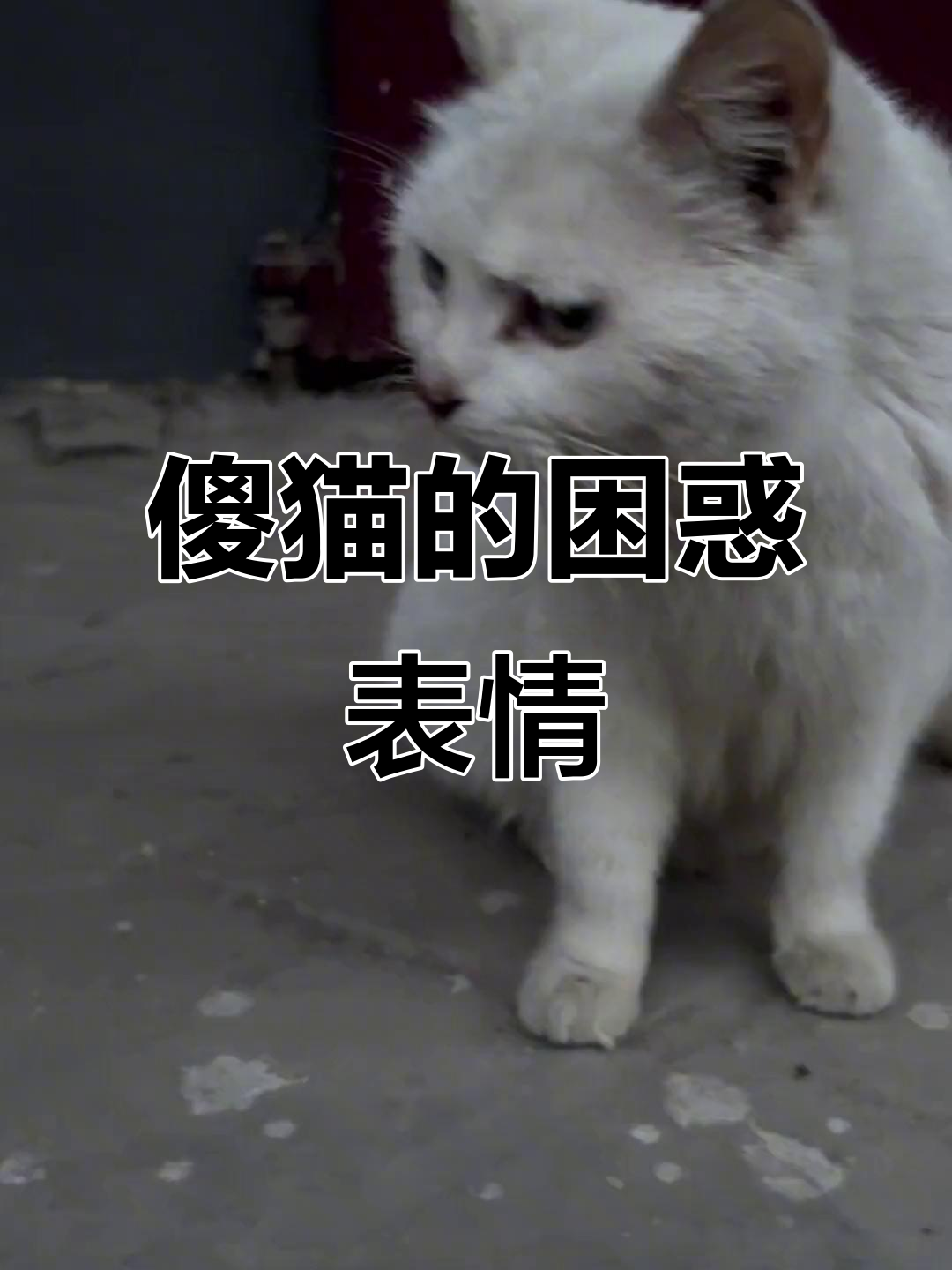 小猫咪一脸疑惑,傻乎乎的表情太可爱了