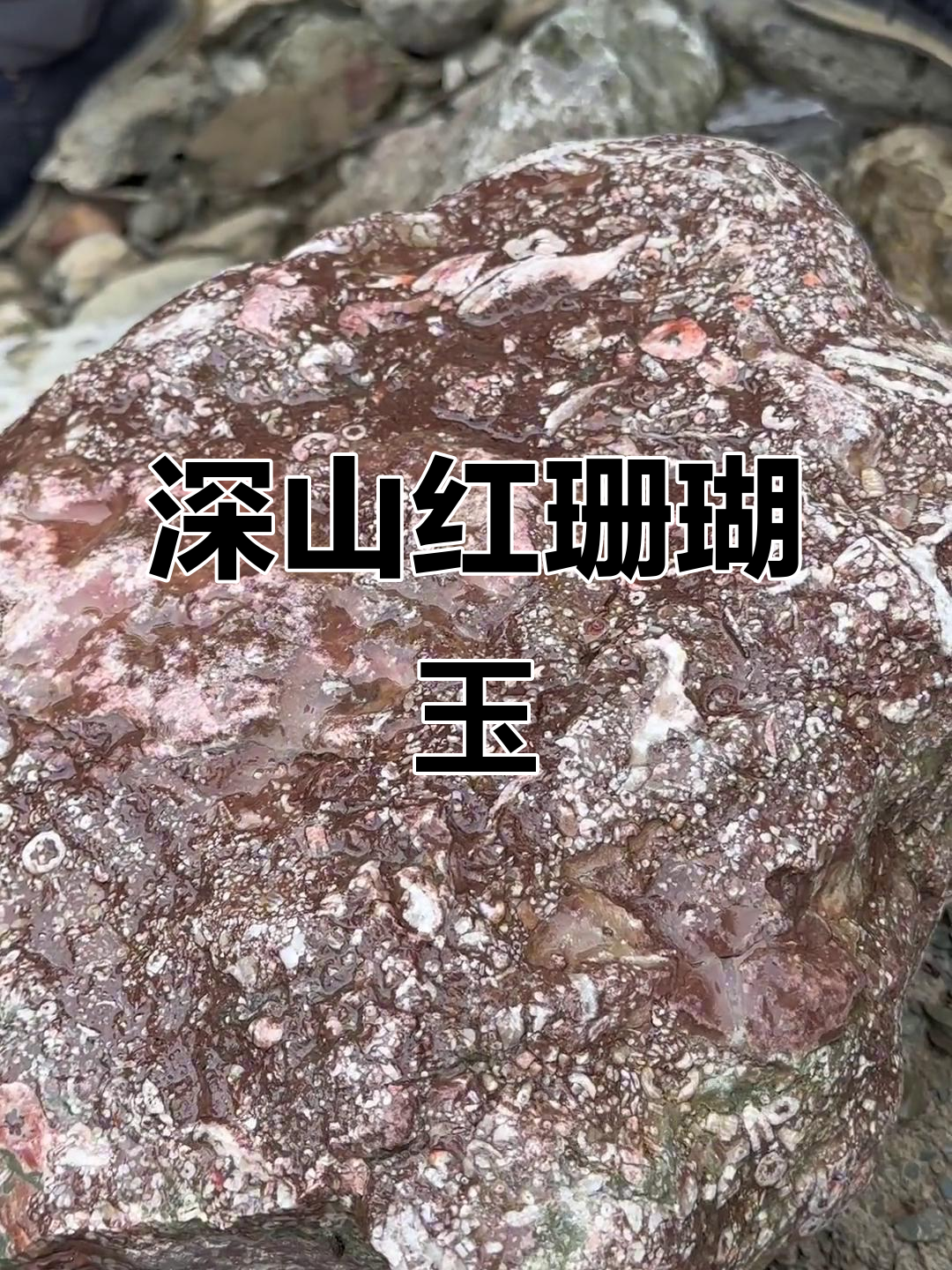 深山发现罕见红色珊瑚玉,周围包裹着海白河菌化石
