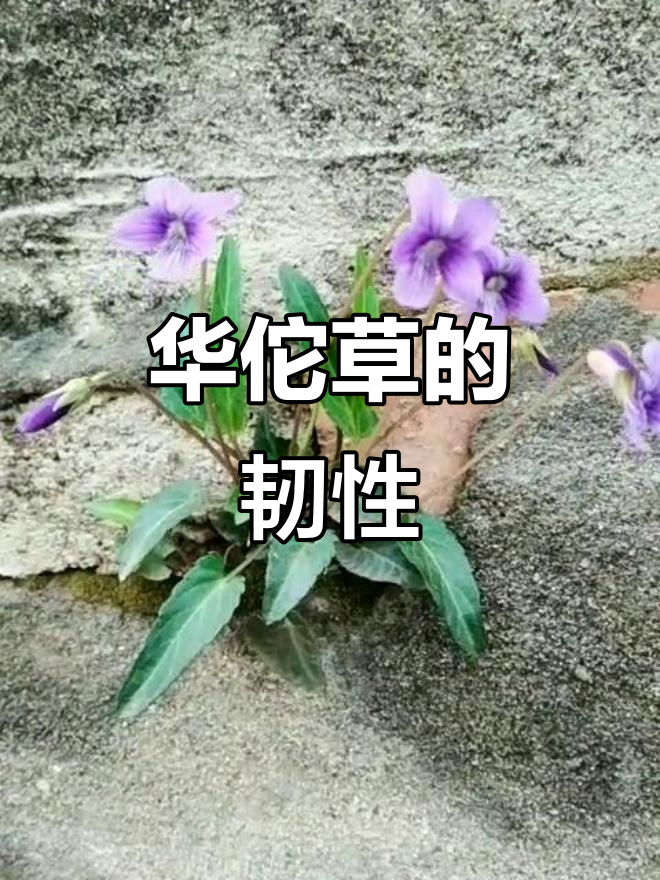 逆境中,华佗草依然绽放,生命如花般坚韧