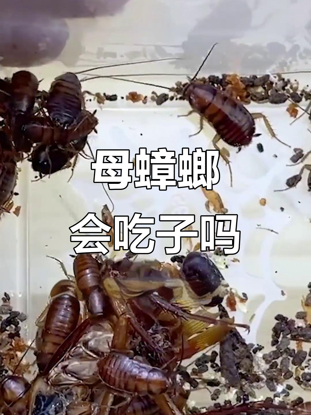 母蟑螂饿急了,竟然会吃掉自己的孩子?实验结果惊人