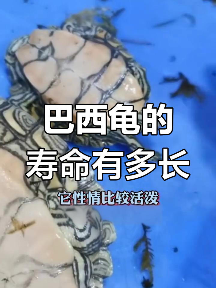 巴西龟寿命揭秘:能活多久?