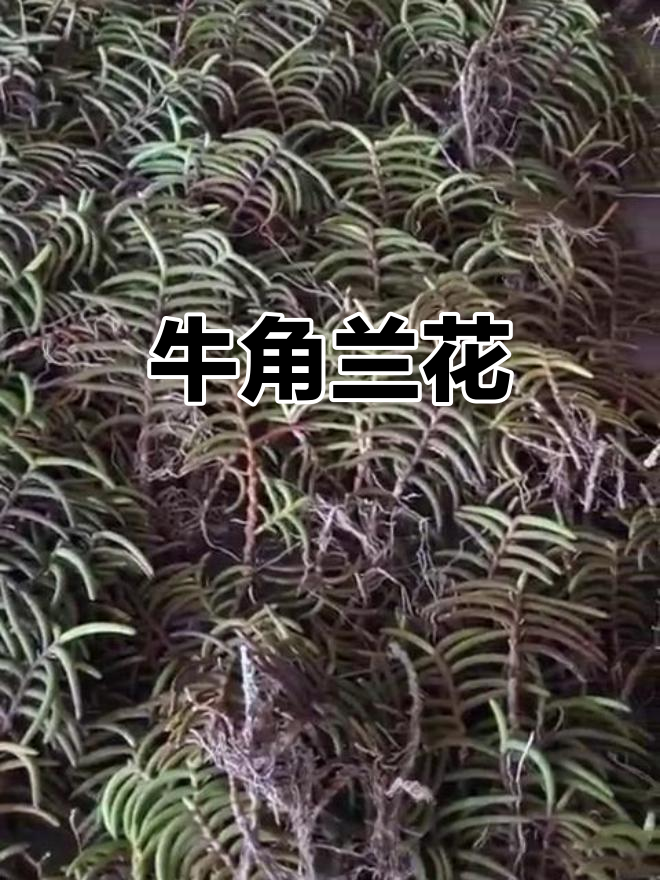 越南牛角兰,独特花形引人注目