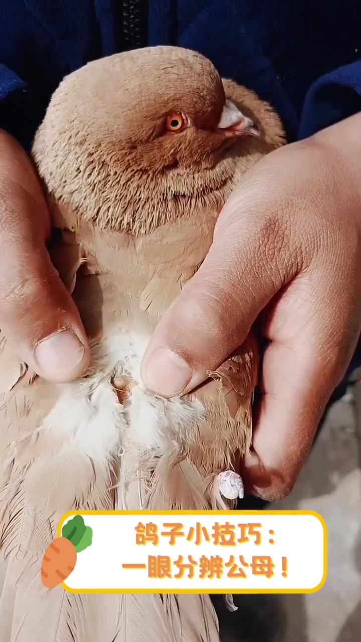 鸽子小技巧:一眼分辨公母!