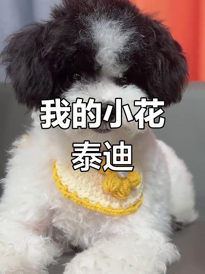 这是我超爱的花泰迪,黑白花的萌态太可爱了!