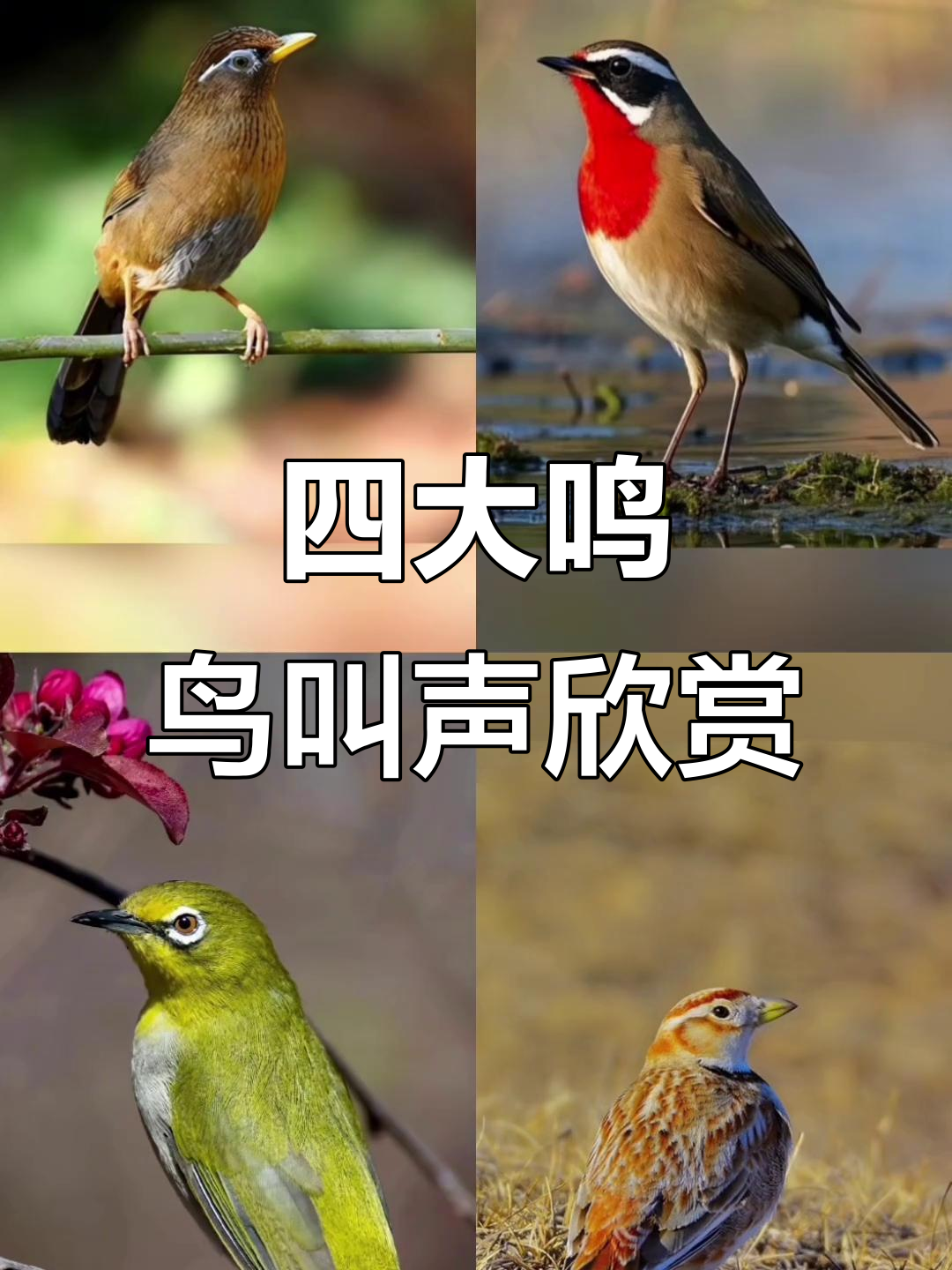中国四大名鸟叫声大比拼,哪种最美?