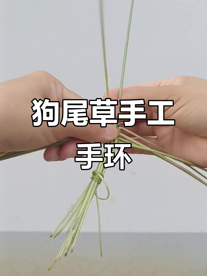 用狗尾巴草编织美丽手环,助力乡村振兴