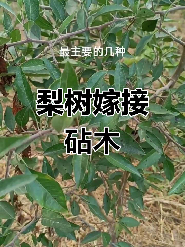 扬中梨树嫁接最佳时期图片