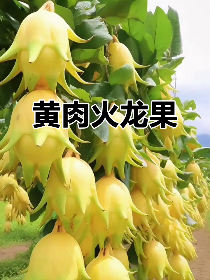 黄肉火龙果,口感绝佳,清甜如燕窝,堪称水果中的奢侈品