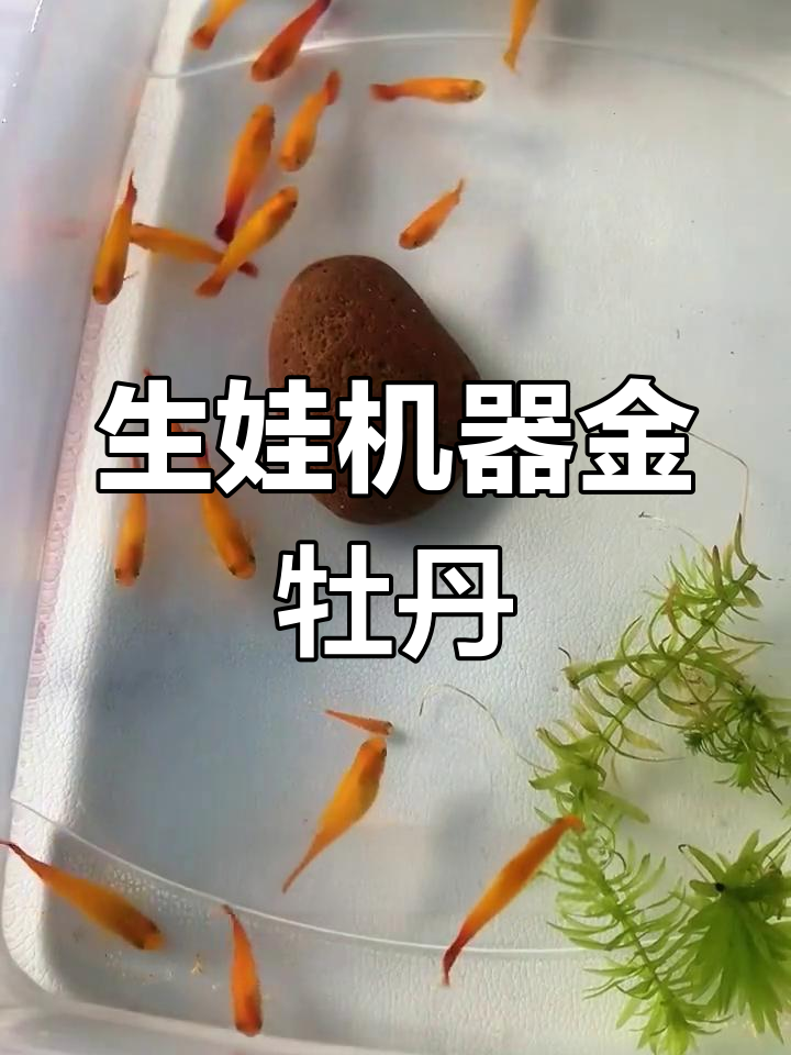 金牡丹鱼:超能生,养不死,水质要求低