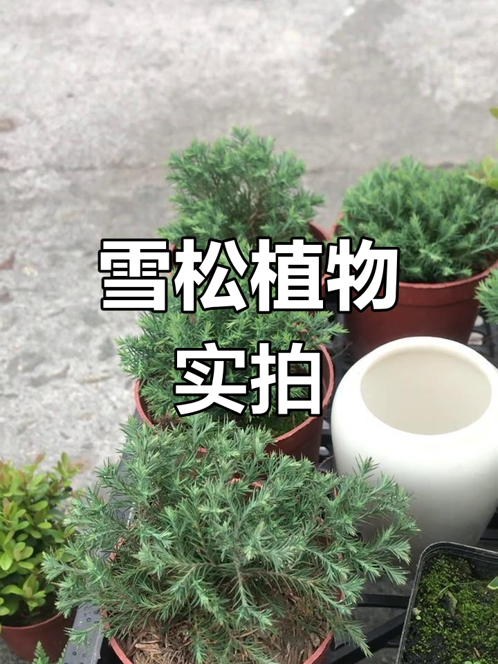 雪松植物真实图片展示,多年生常绿乔木