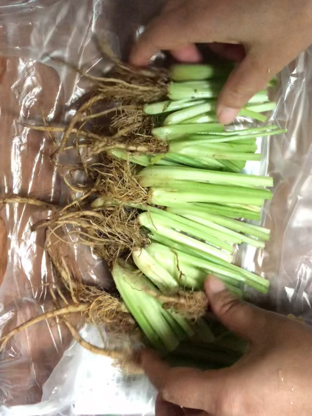 芹菜根种芹菜 快速省心 阳台地栽都很可