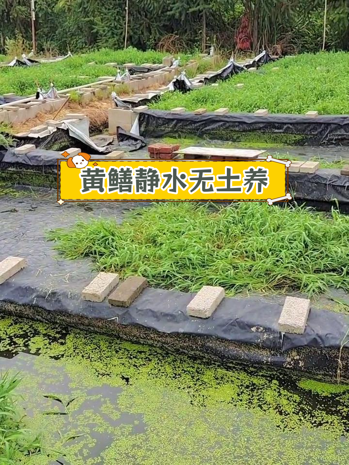 乡村黄鳝薄膜池养殖新模式