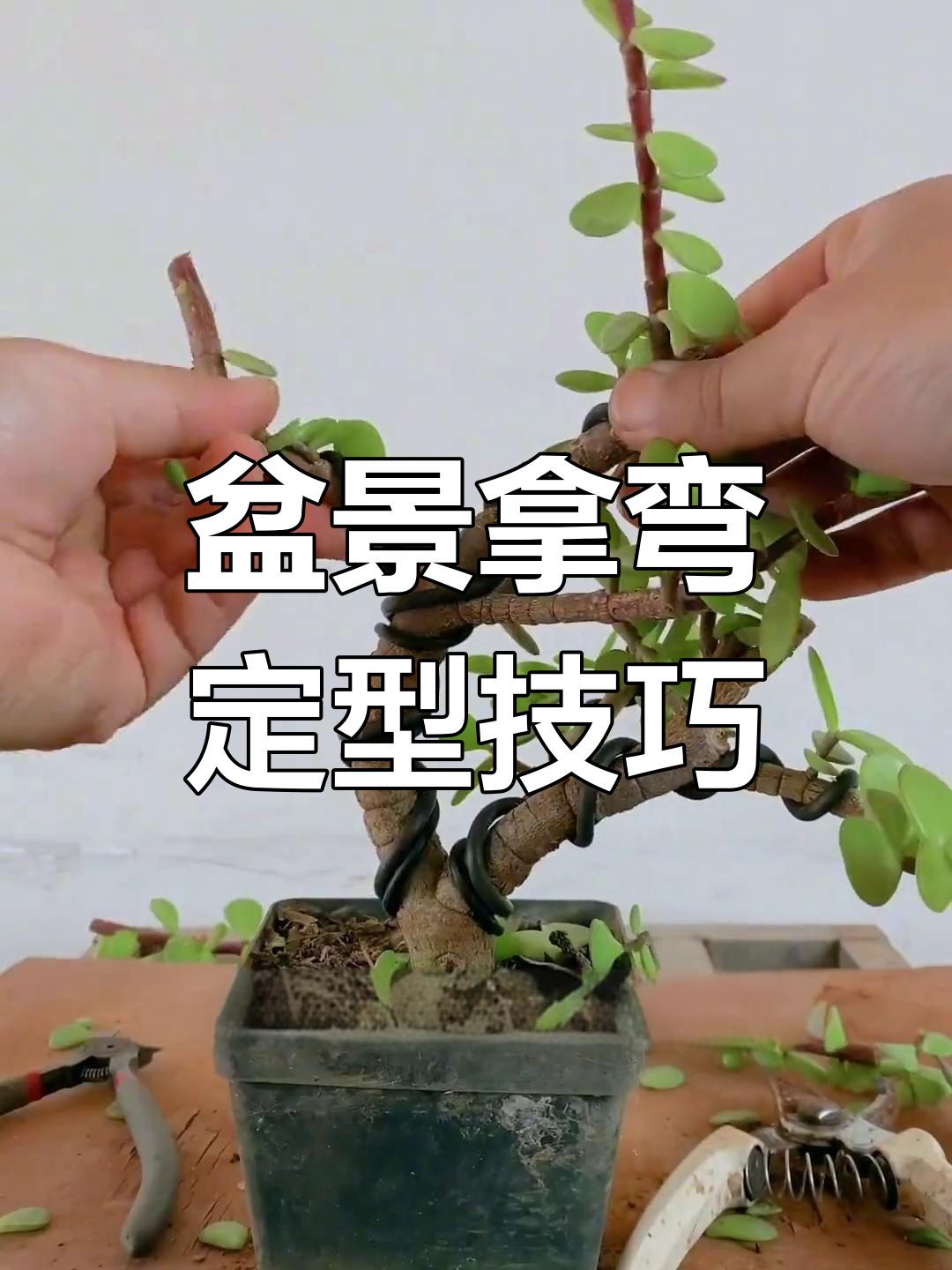 盆景拿弯技巧大揭秘,轻松打造完美造型