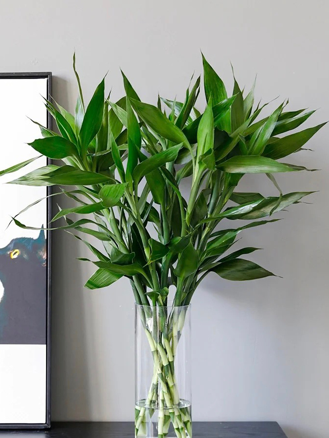 推荐|懒人必备水培植物水竹 竹报平安