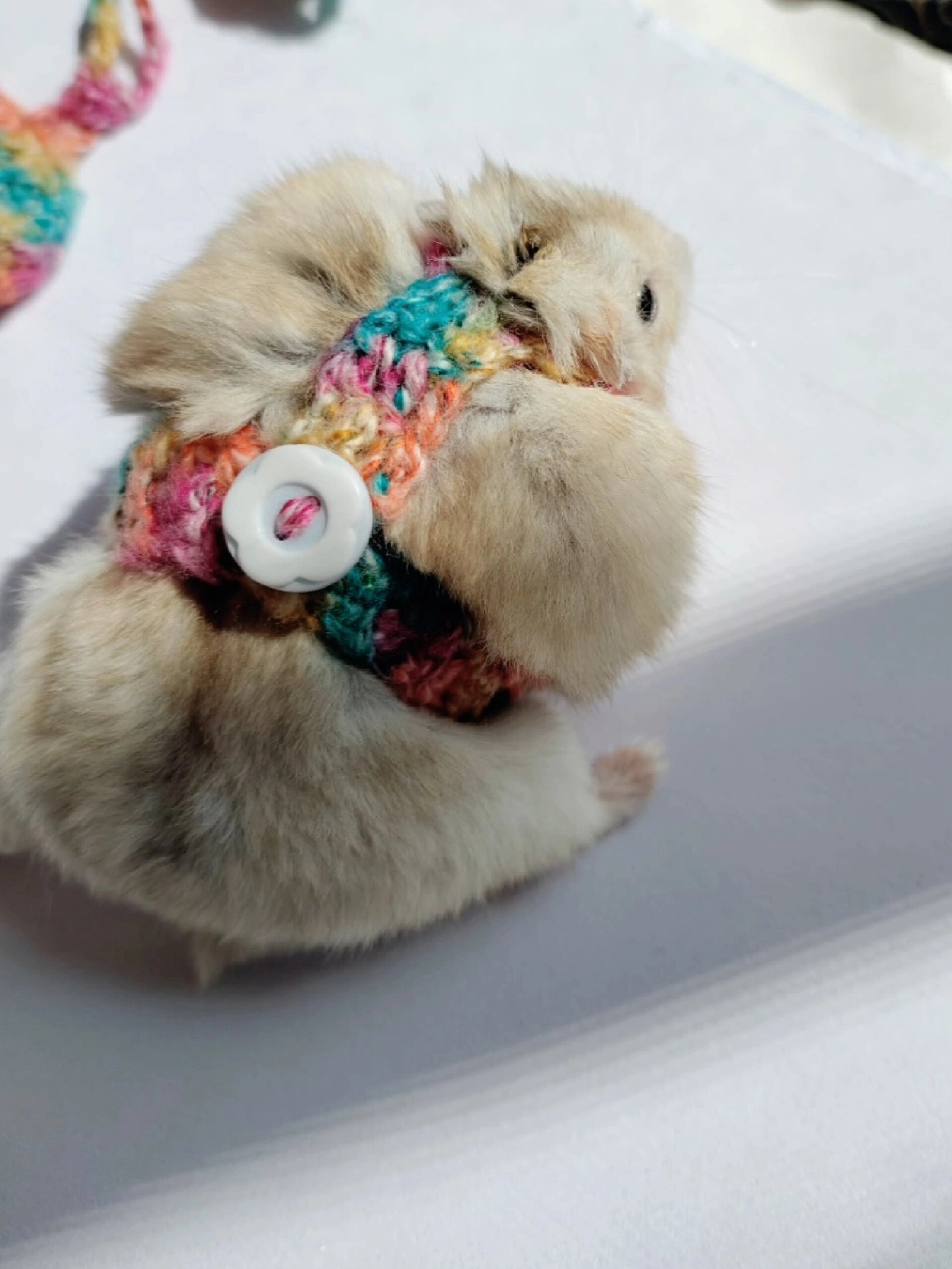 自制仓鼠小马甲教程