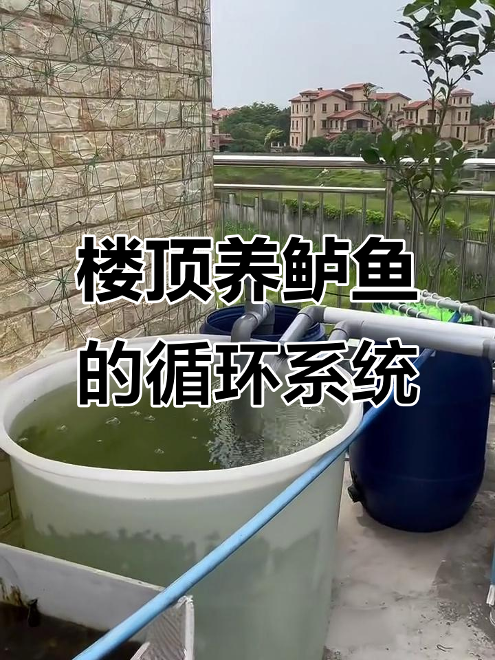 楼顶鱼池全流程揭秘,养鲈鱼也能有酸菜味