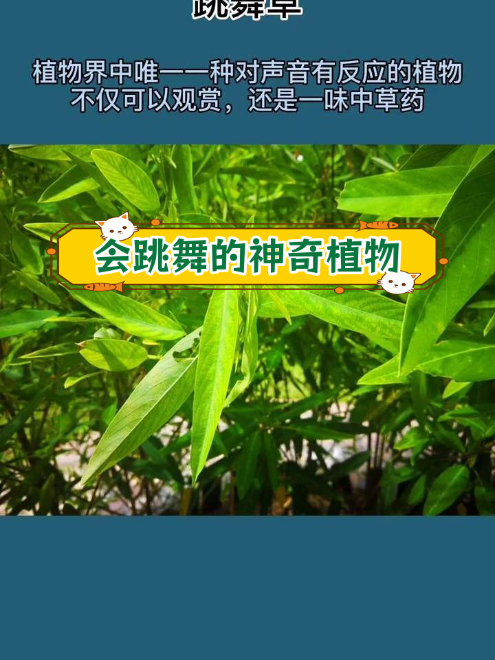 跳舞草:会动的植物奇迹