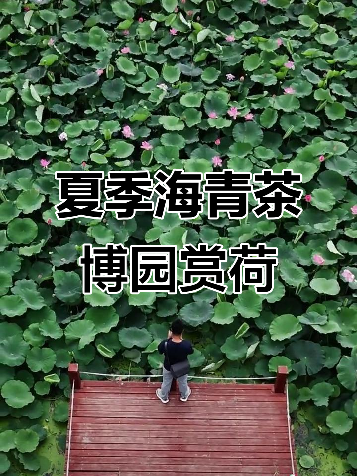 海青茶博园荷花盛开,夏日荷香扑鼻