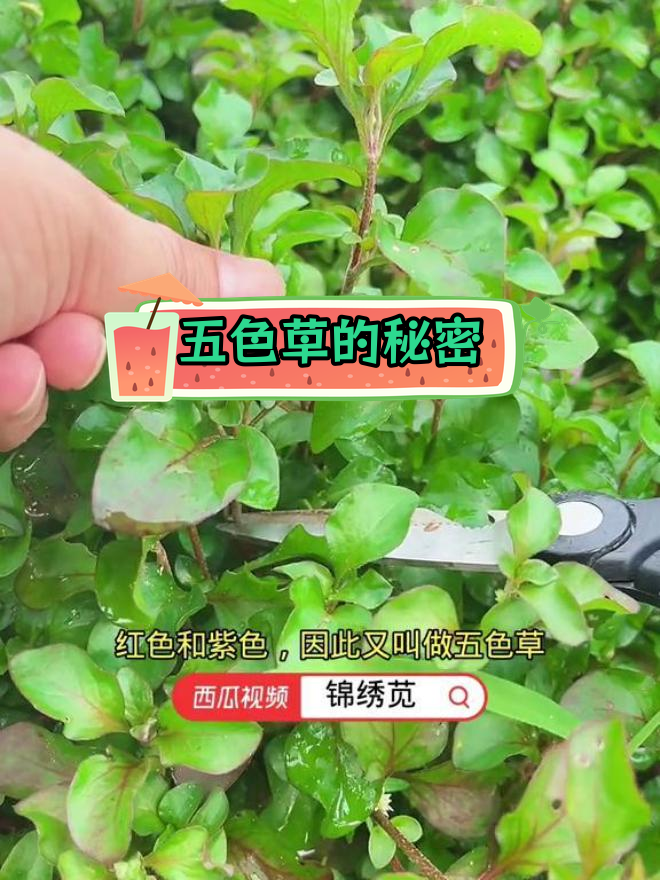 巴西莲子草与锦绣苋图片