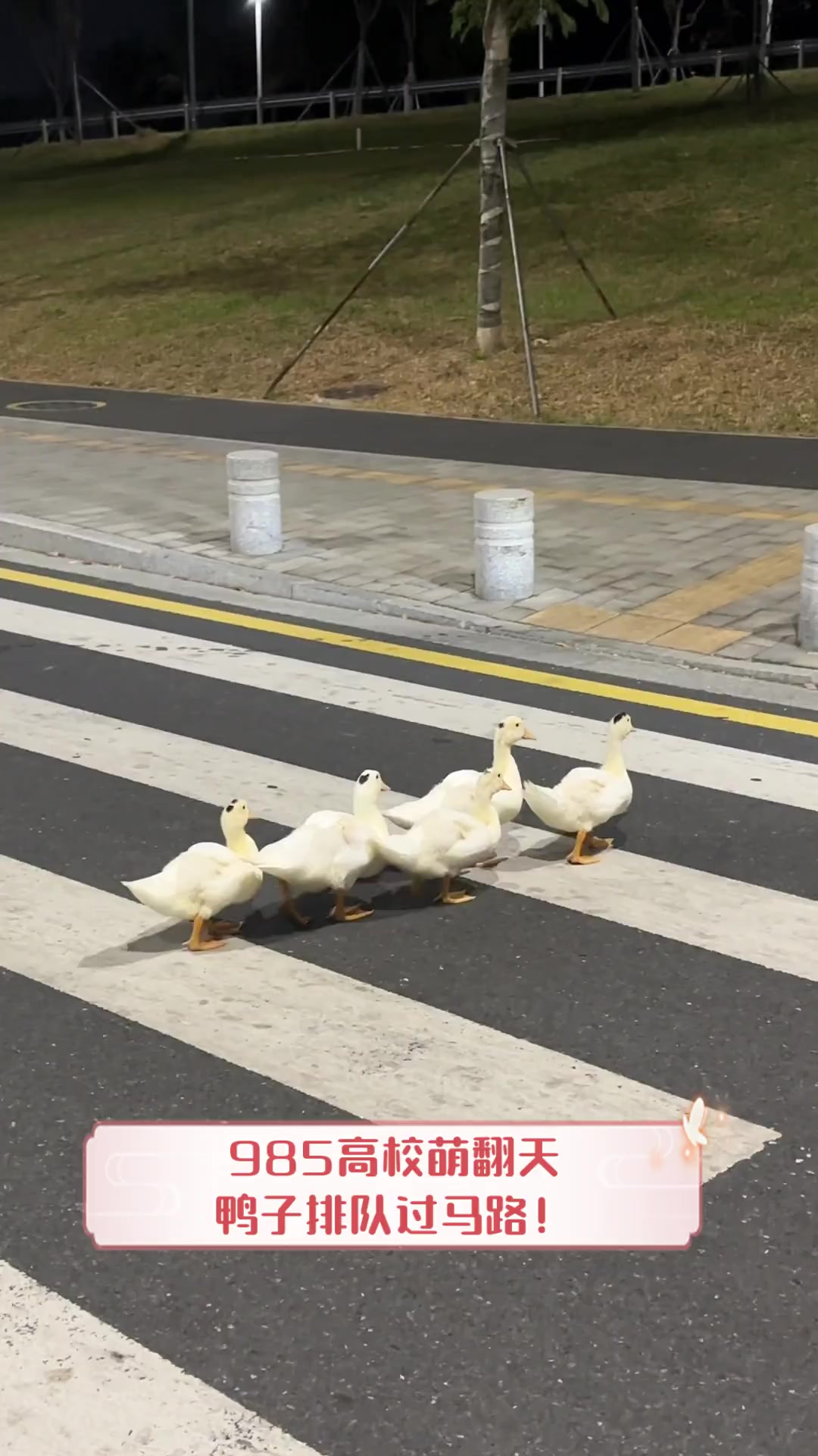 985高校萌翻天,鸭子排队过马路!