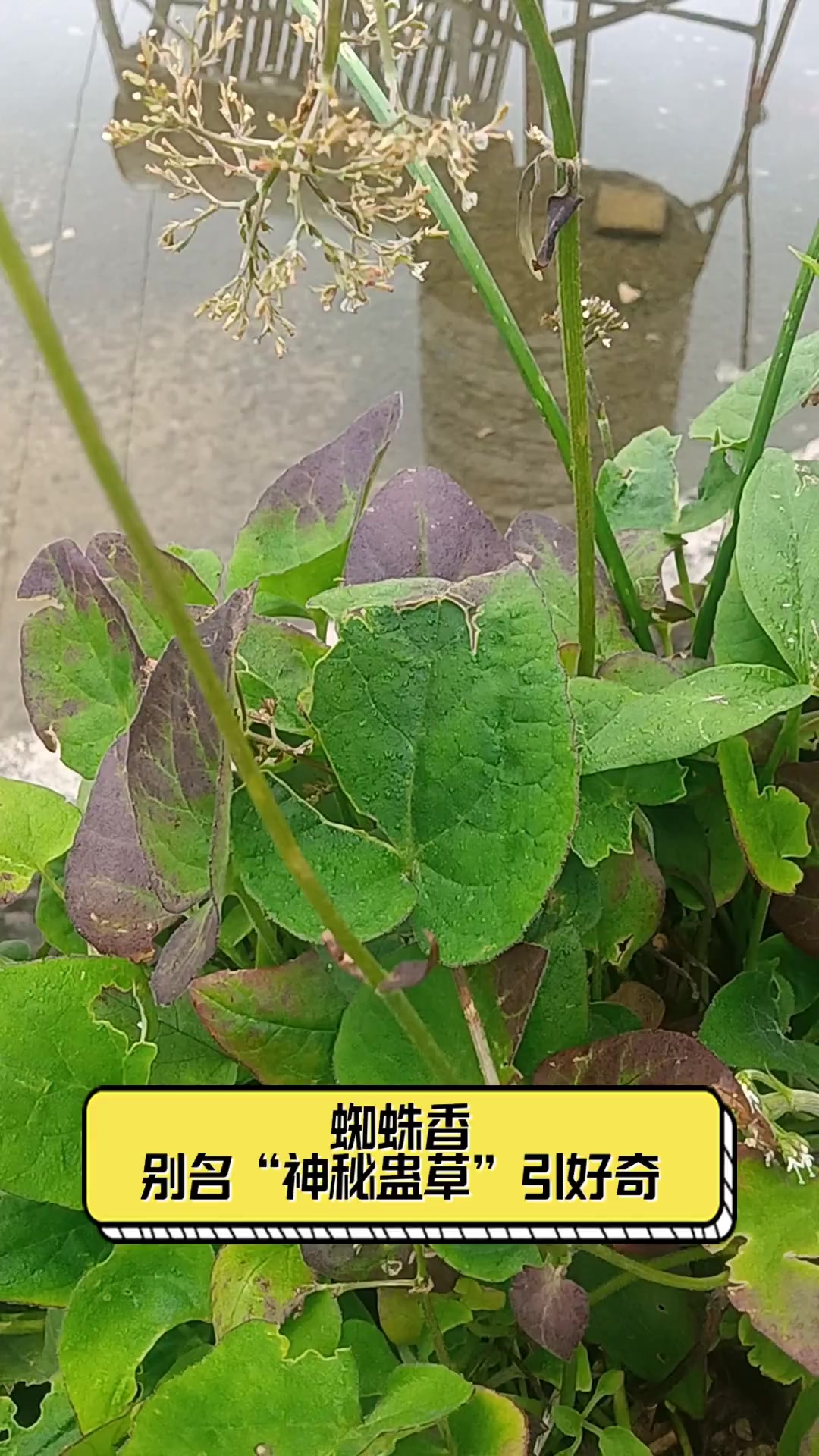 蜘蛛香,别名"神秘蛊草"引好奇