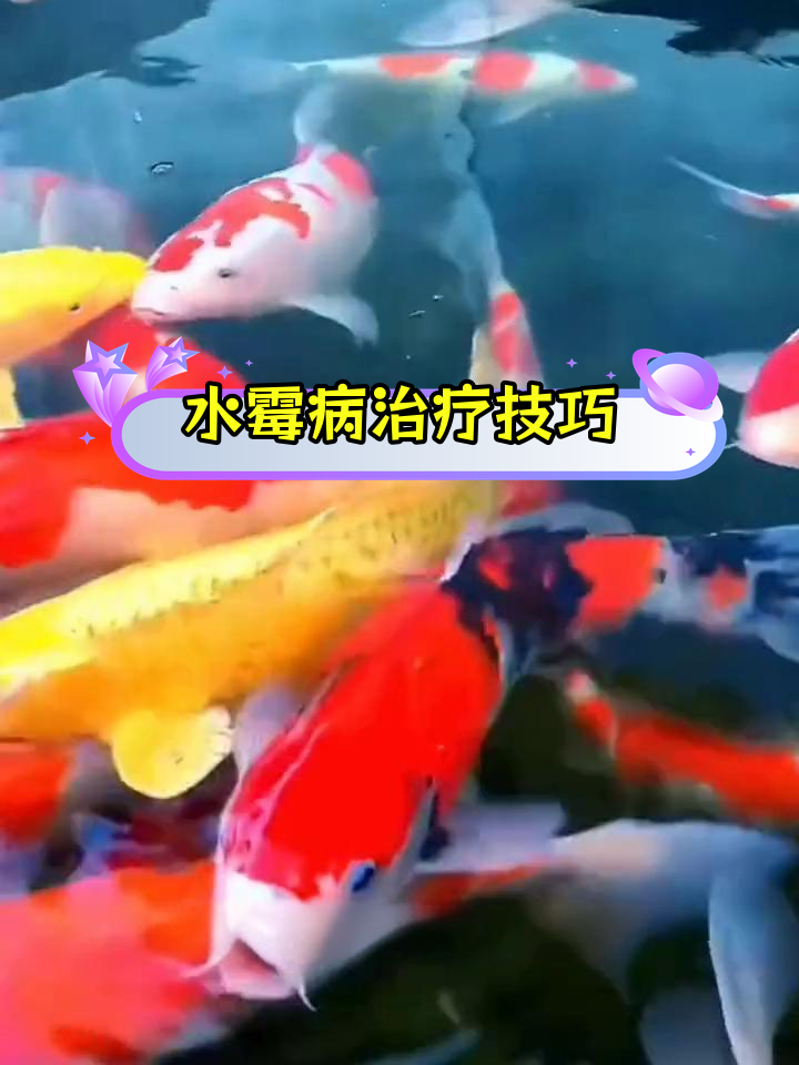 锦鲤水霉病防治方法