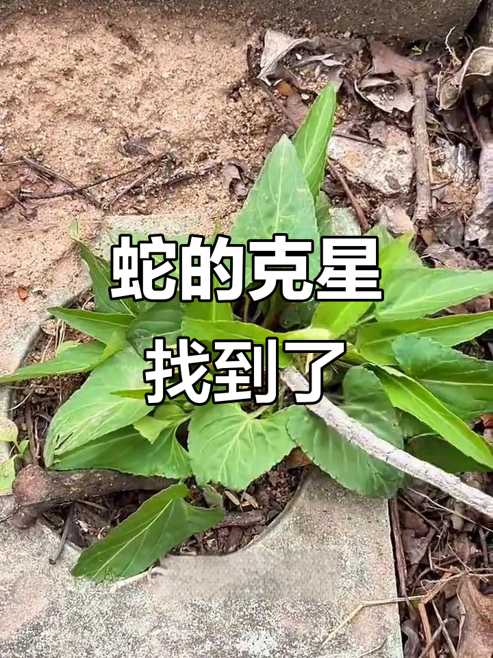 发现这种植物,蛇不敢靠近!村里老婆婆说它很珍贵