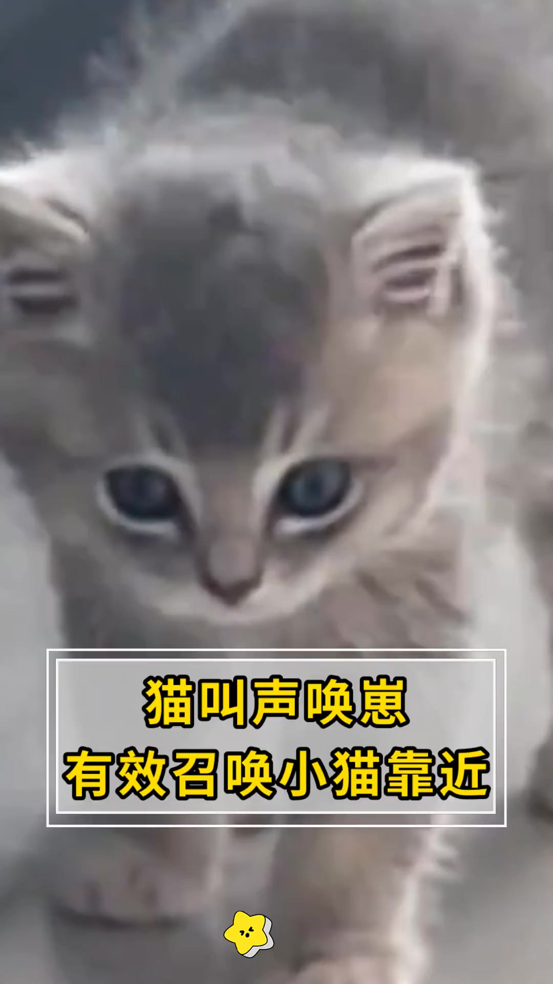 猫叫声唤崽,有效召唤小猫靠近