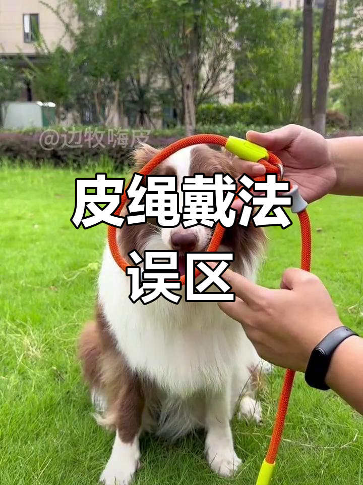 牵引绳正确佩戴方法,避免伤害狗狗