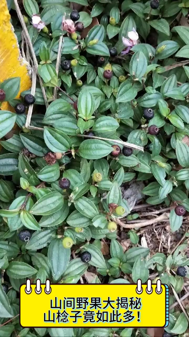 山间野果大揭秘,山棯子竟如此多!