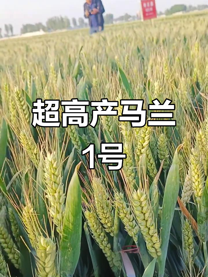 马兰1号小麦:矮杆抗冻,高产田块超900公斤