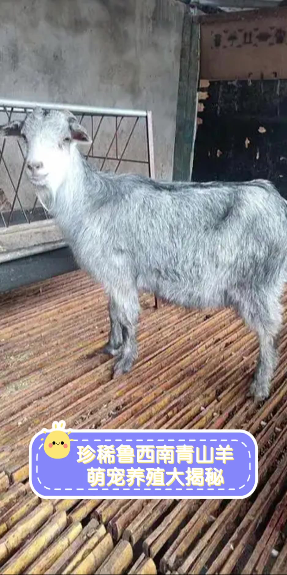 珍稀鲁西南青山羊,萌宠养殖大揭秘