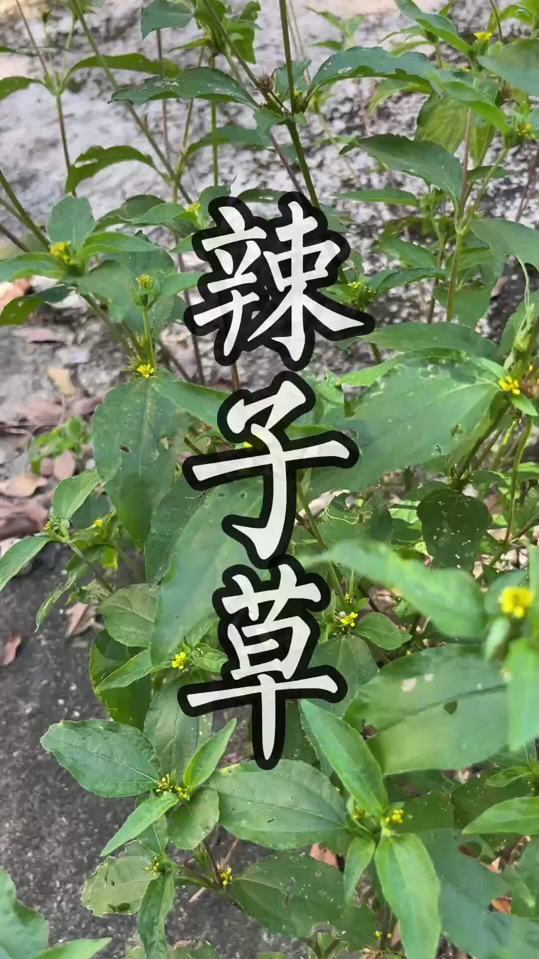 辣子草的图片与功效图片