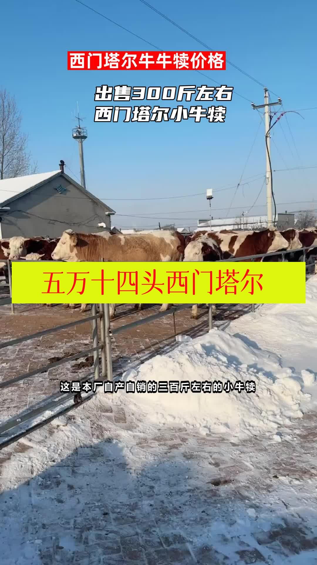 出售300斤左右西门塔尔小牛犊