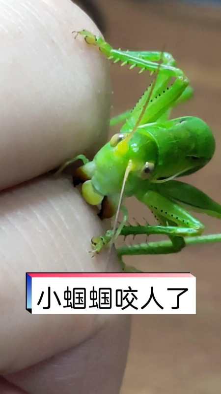 五蜕公蝈蝈,个头很小,颜色很绿,咬人很疼 蝈蝈 昆虫 鸣虫文化-度小视