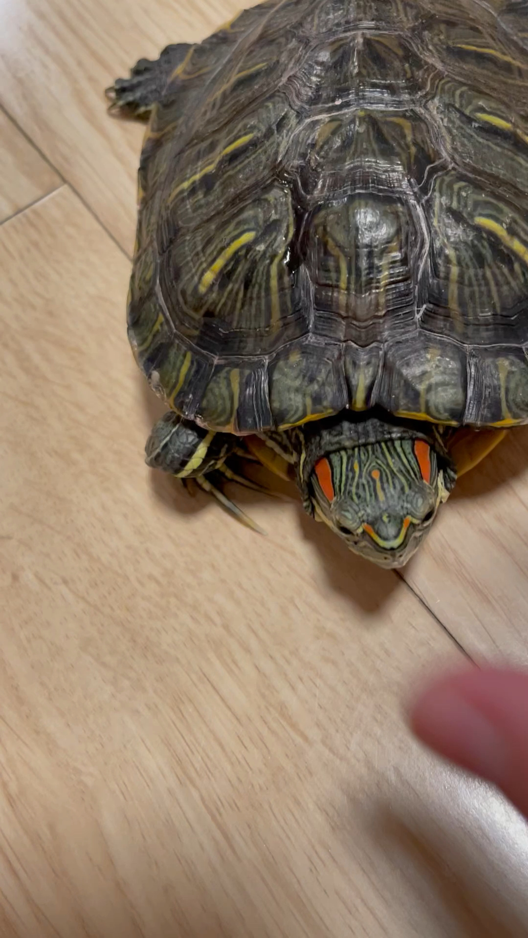 巴西龟受惊吓的叫声,不是肺炎,正常叫声