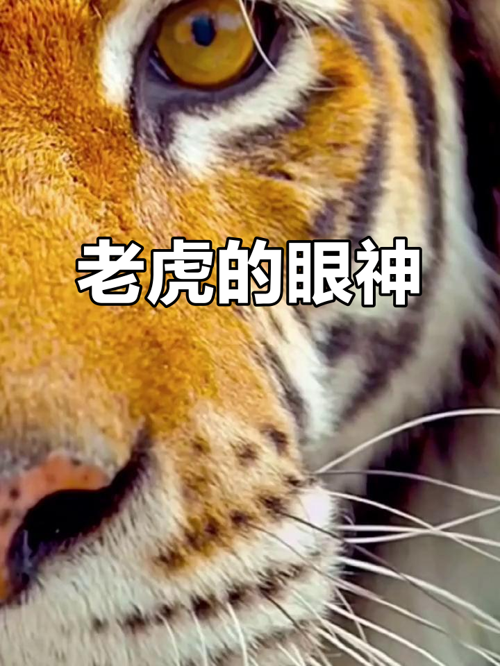 东北虎的神秘眼神,它就这样静静地看着你