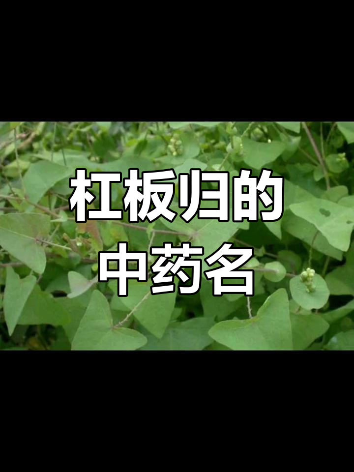 中药别名解析:杠板归与蛇倒退