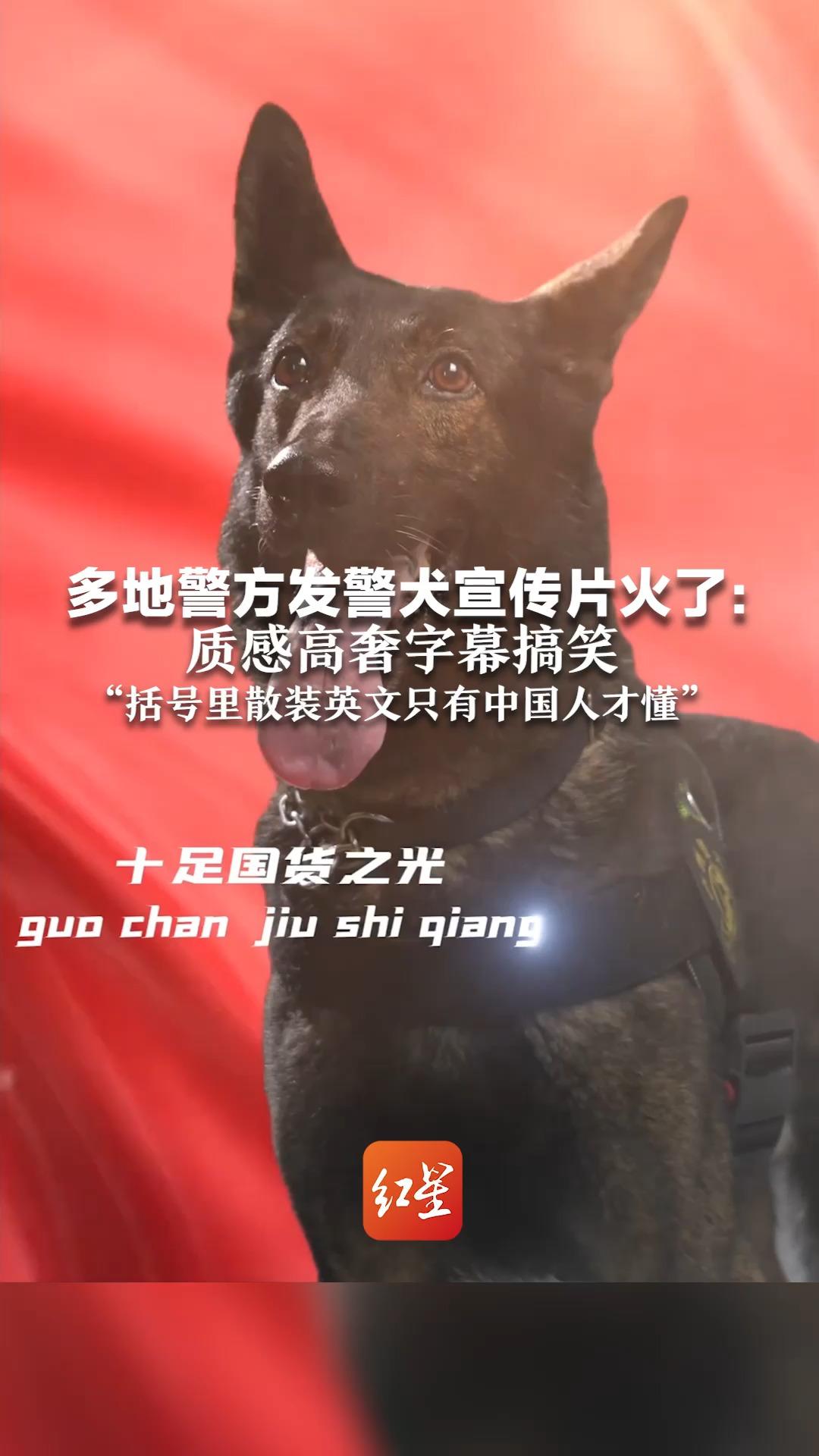 八十年代警犬老电影图片