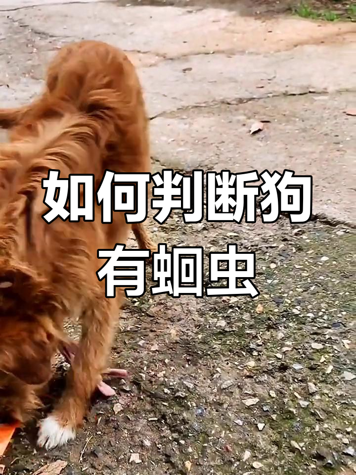 狗狗体内蛔虫感染症状与治疗
