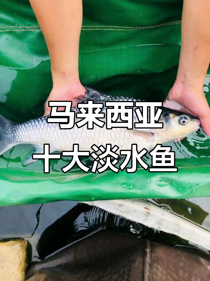 马来西亚十大最受欢迎淡水鱼,野果鱼榜上有名