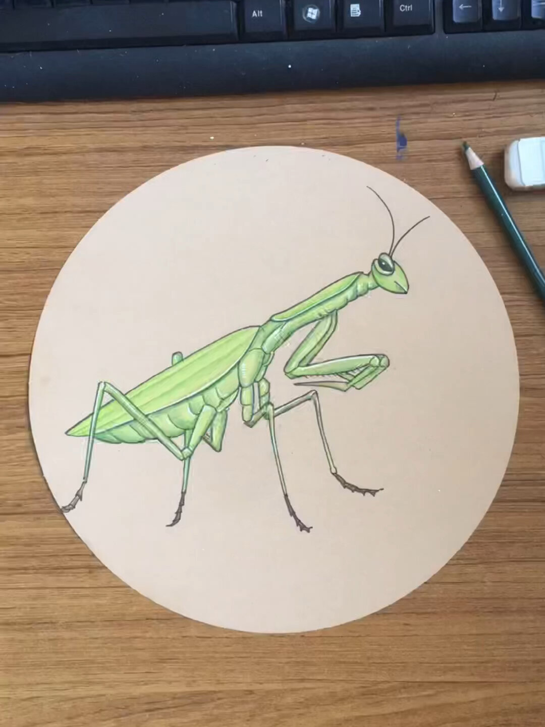 彩铅螳螂