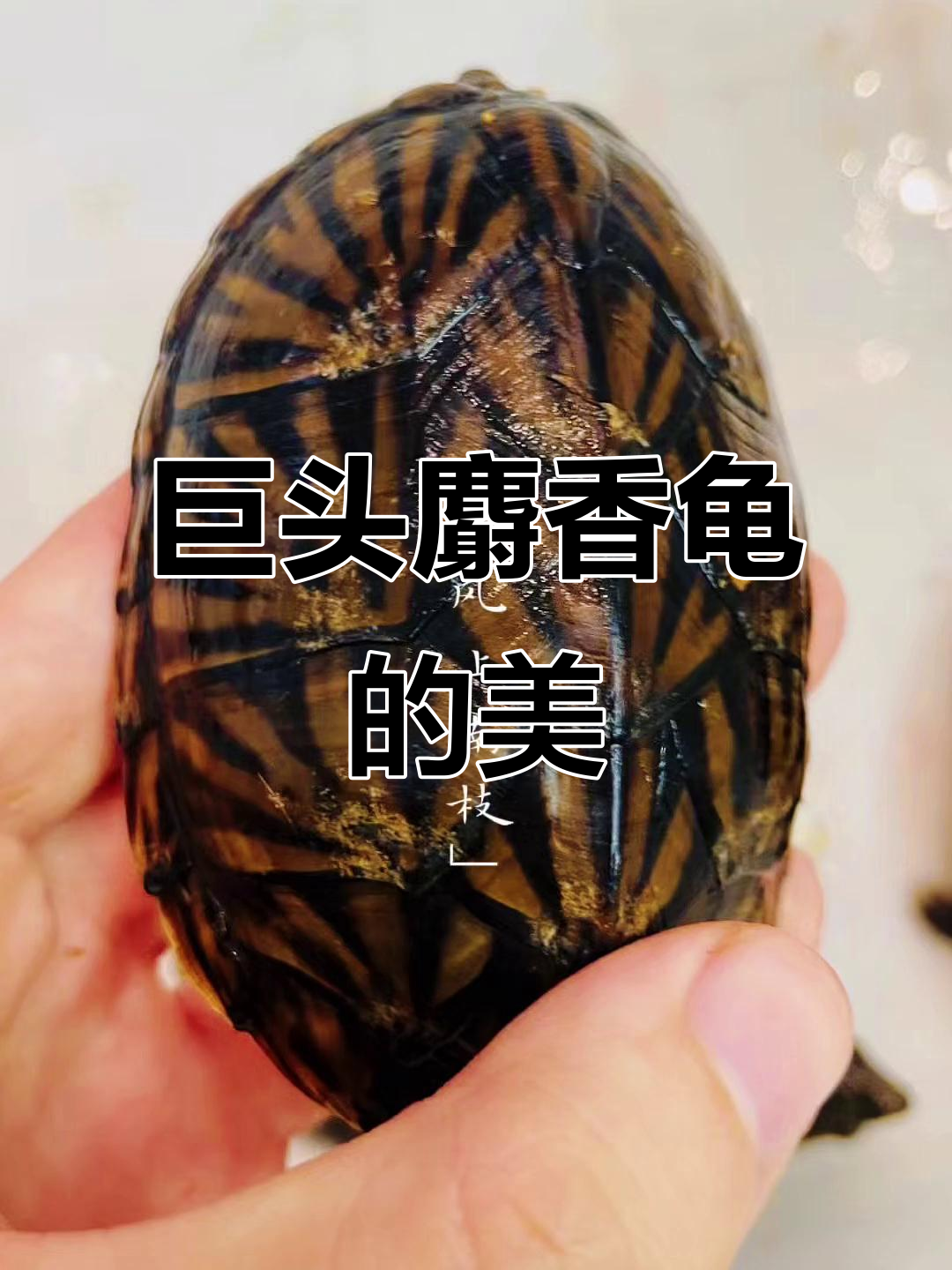 巨头麝香龟的美丽与魅力,值得拥有