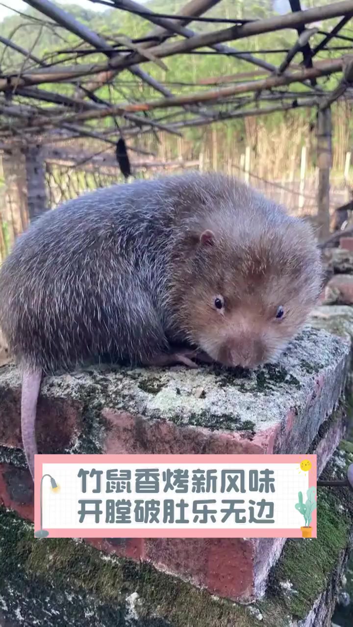 竹鼠香烤新风味,开膛破肚乐无边