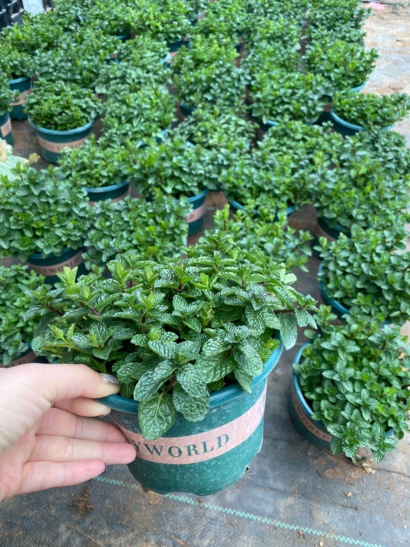 薄荷草