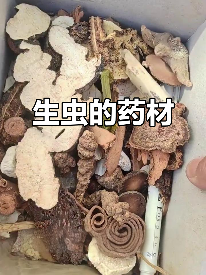 药材生虫,随手放的小盒子成了遗忘的悲剧!