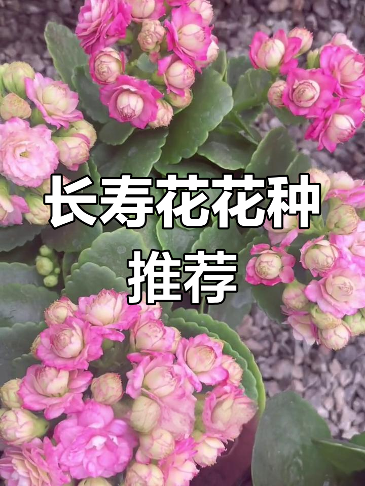 粉巴黎长寿花品种介绍