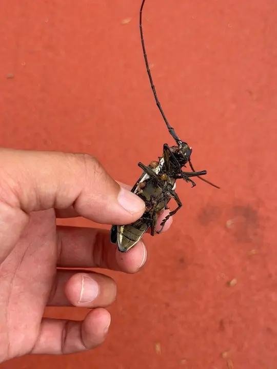 乳山银滩的夏天,天牛到处飞